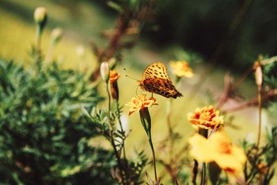 Close-up of butterfly pollinating on flower