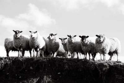 Flock of sheep on field against sky