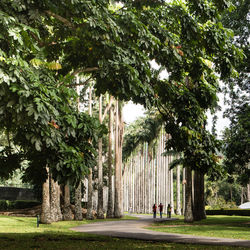 Trees in park