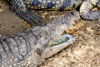 Close-up of crocodile in zoo