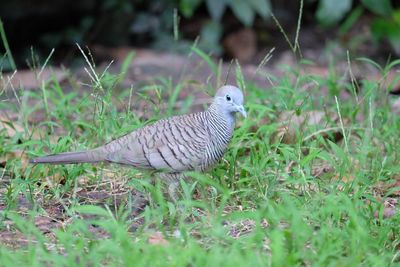 Bird perching on grass