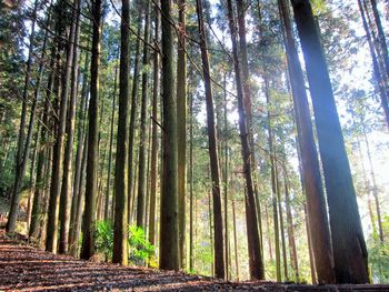 Low angle view of trees in forest