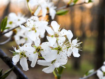 Close-up of white cherry blossoms in spring