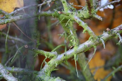 Close-up of plant against blurred background