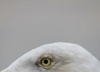 Close-up of eagle against white background