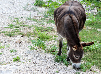 Close-up of horse grazing