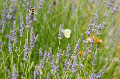 Close-up of insects pollinating lavenders on field