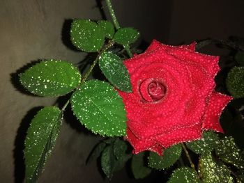 Close-up of wet red flower