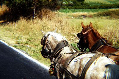 Horse cart on field