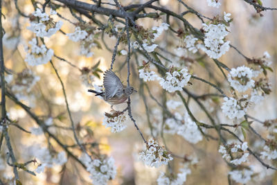 Low angle view of cherry blossoms on branch