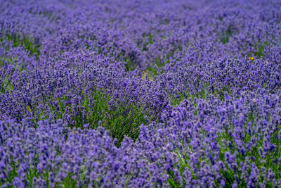 Full frame shot of purple flowering plants on field