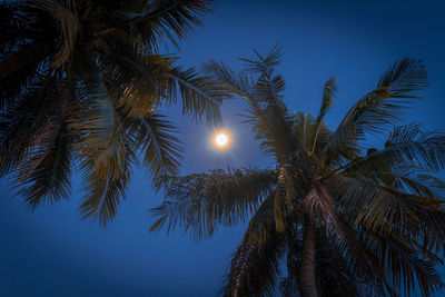 Low angle view of coconut palm tree against sky