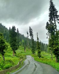 Scenic view of pine trees against sky