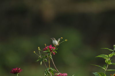 Close-up of butterfly pollinating on flower