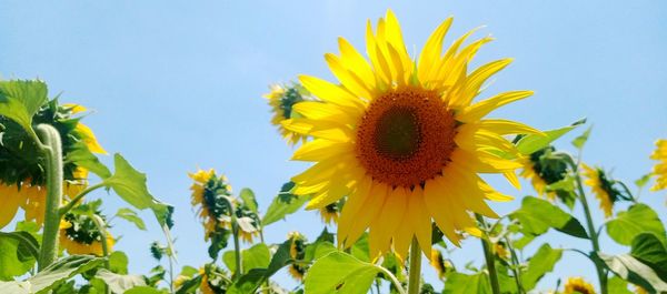 sunflower