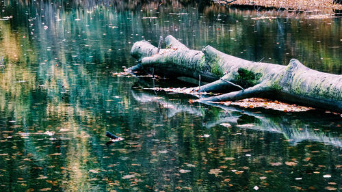 Driftwood in a lake