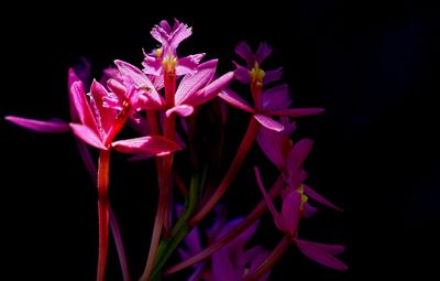 Close-up of flowers blooming against black background