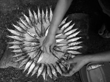 Cropped hands arranging dead fish on container for sale at market