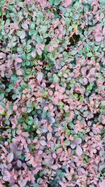 High angle view of pink leaves on field