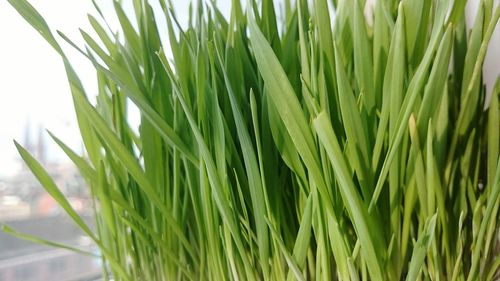 Close-up of green leaves