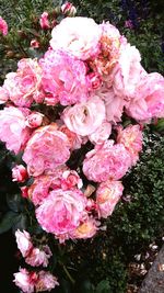 Close-up of pink rose