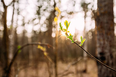 Close-up of plant growing on field