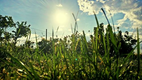 Close-up of grass growing in field