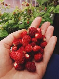 Cropped image of hand holding strawberries