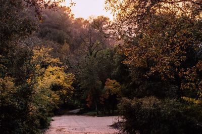 Trees in park during autumn