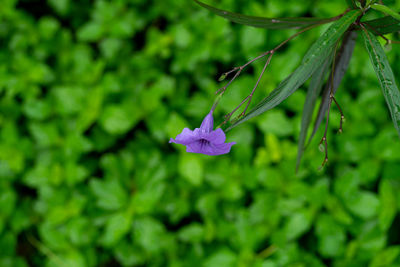 Close-up of purple flowering plant