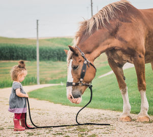 Horse standing on field