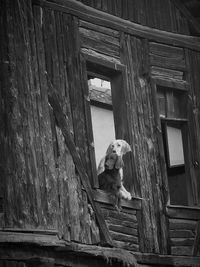 Low angle view of dogs leaning through window