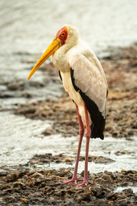 Yellow-billed stork stands on shingle by river