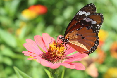 Close-up of butterfly on zinnia during sunny day