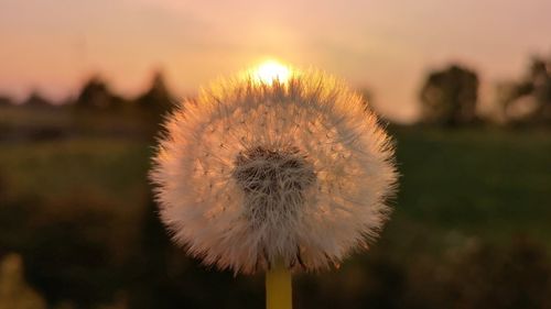 Close-up of dandelion against sky during sunset