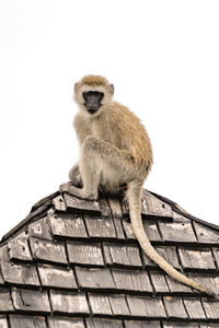 Low angle view of monkey sitting on roof against clear sky