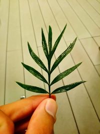 Close-up of hand holding leaves