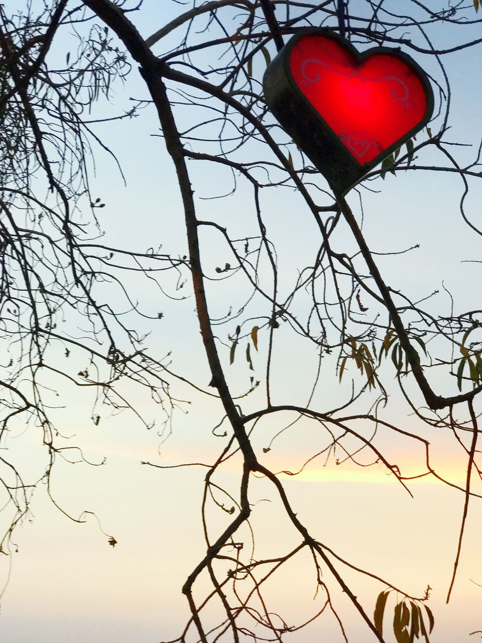 low angle view, sky, red, tree, no people, branch, outdoors, nature, day, beauty in nature