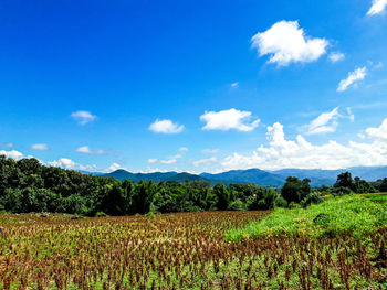 Scenic view of agricultural field against sky