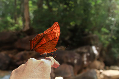 Close-up of yeoman butterfly perched on a hand