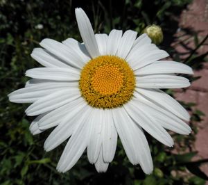 Close-up of white daisy flower