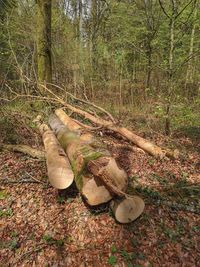 View of tree trunk in forest