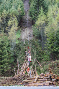 Timer transport at a mountainside in the forest