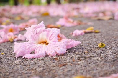 Close-up of pink flower on street