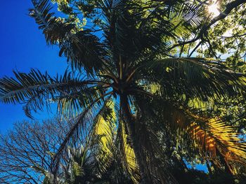 Low angle view of palm tree against blue sky