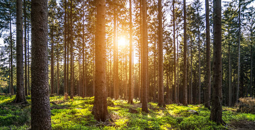 Pine trees in forest