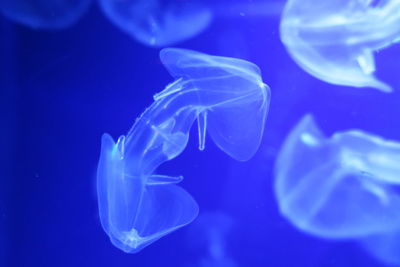 Close-up of jellyfish in sea