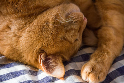 Close-up of cat resting on bed