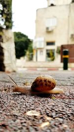 Close-up of snail on street