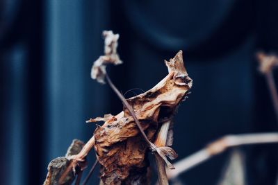 Close-up of dried plant